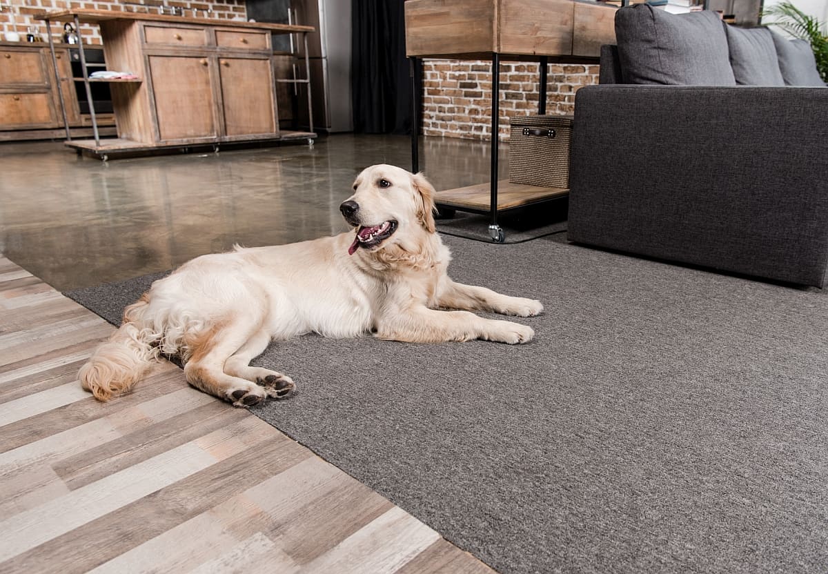 Best Types of Floors For Dogs